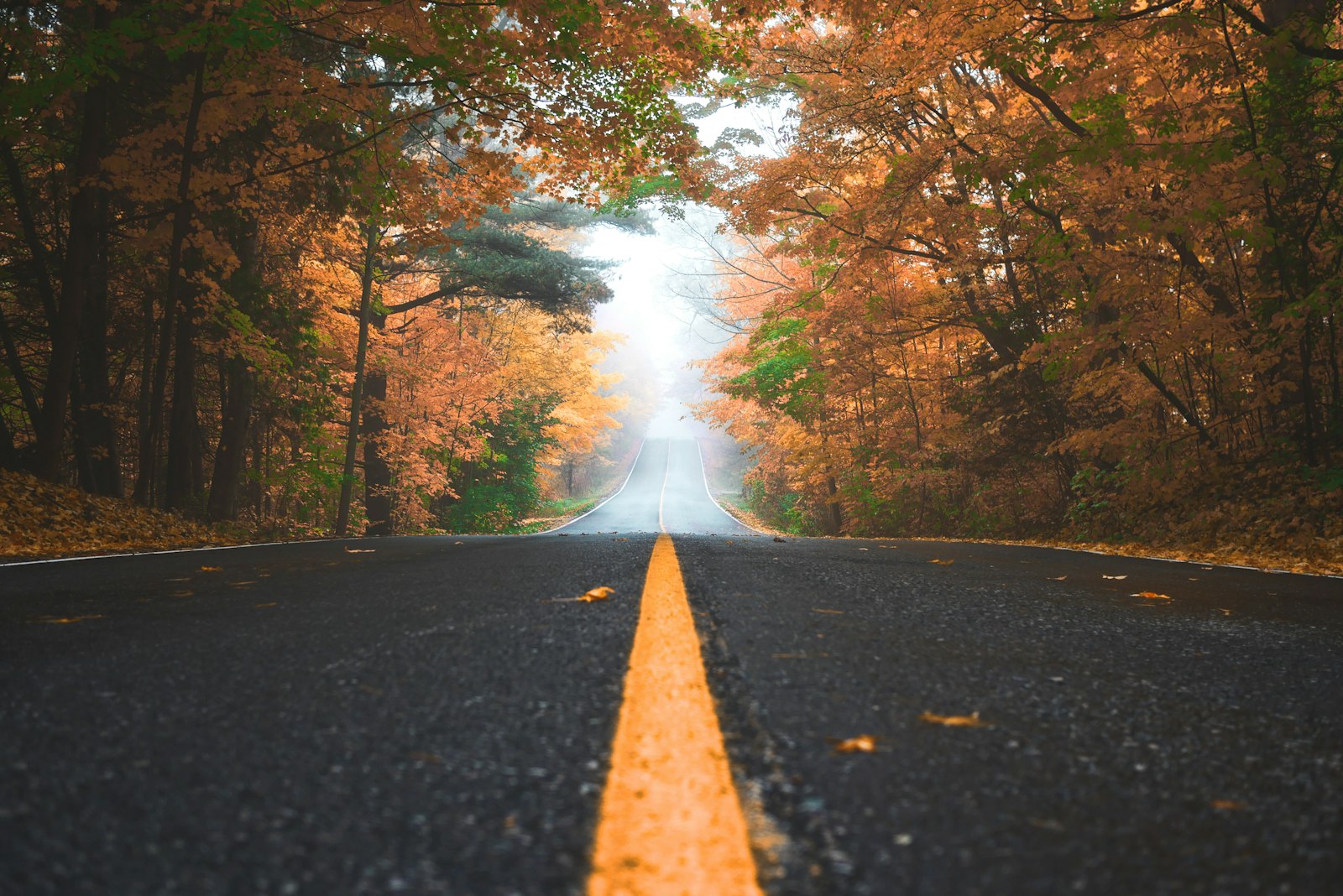 Autumn road lined with orange trees