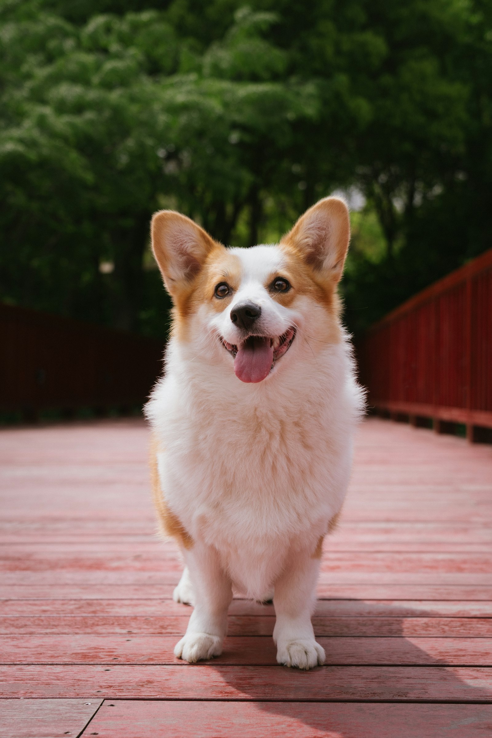 Smiling corgi standing on a red wooden footbridge