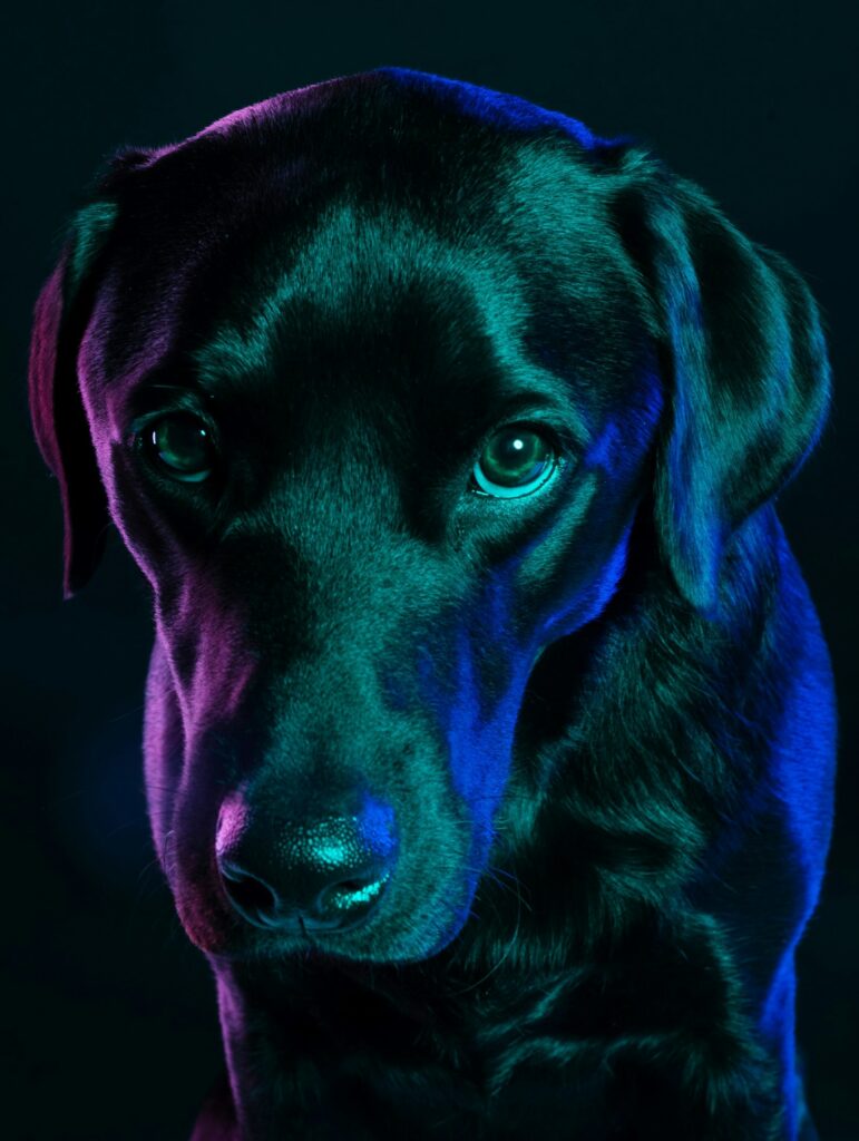 Labrador portrait lit with blue and magenta light