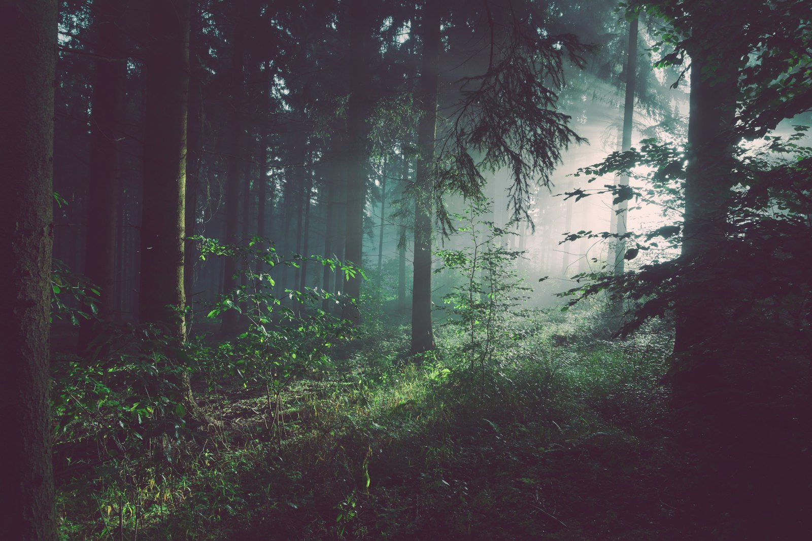 Path through a dark forest
