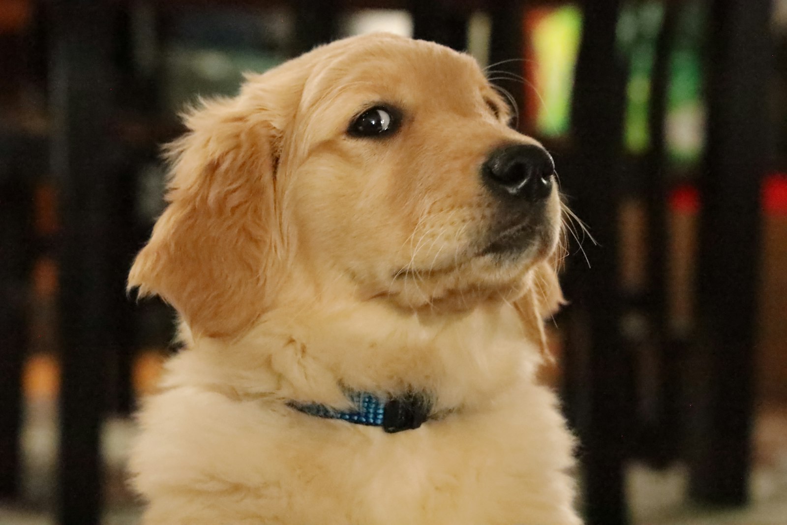 Golden retriever puppy with a blue collar, close-up against a dark interior