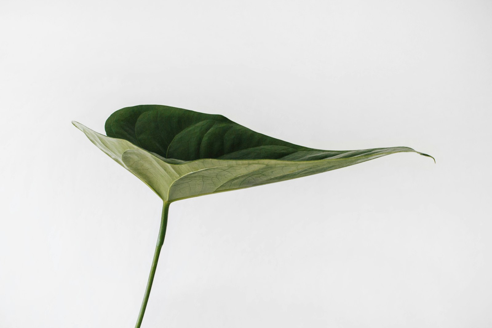 Single green leaf on a white surface
