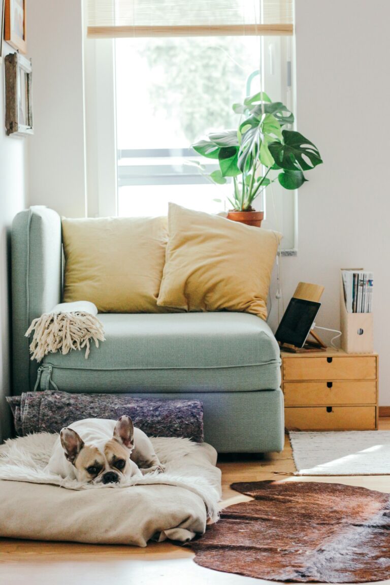 Bulldog sleeping beside a green sofa