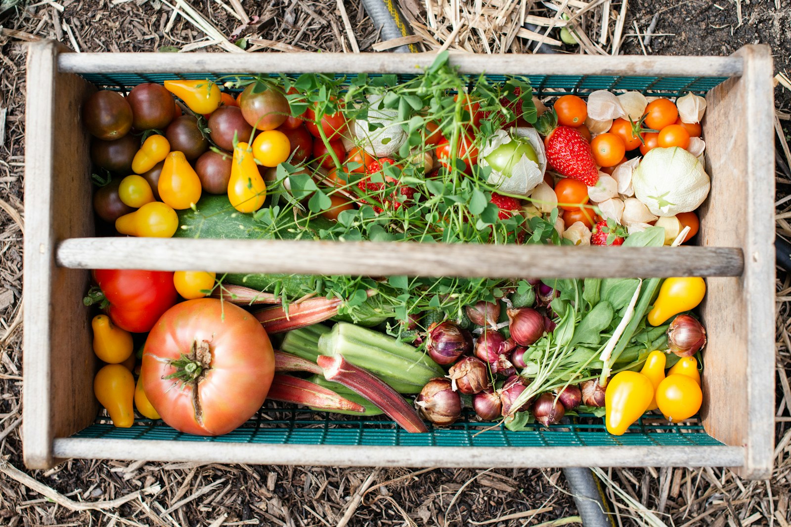 Wooden tray of heirloom tomatoes, rhubarb, onions and greens on straw