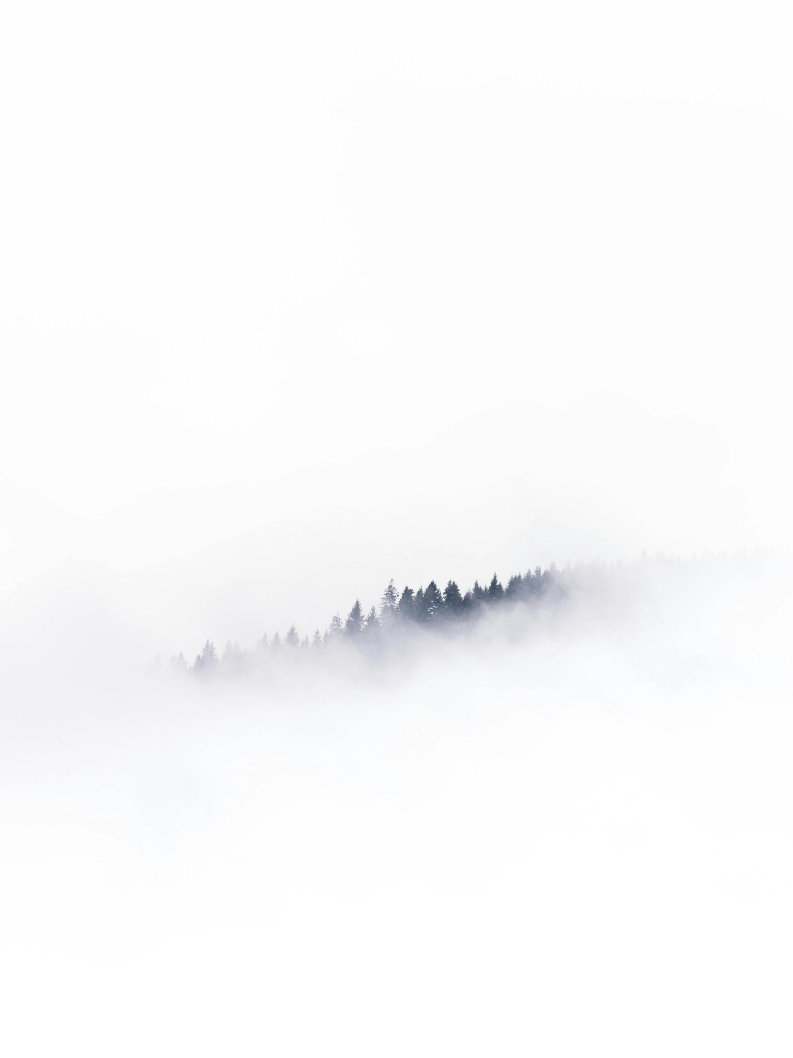 Pine trees emerging from thick white fog
