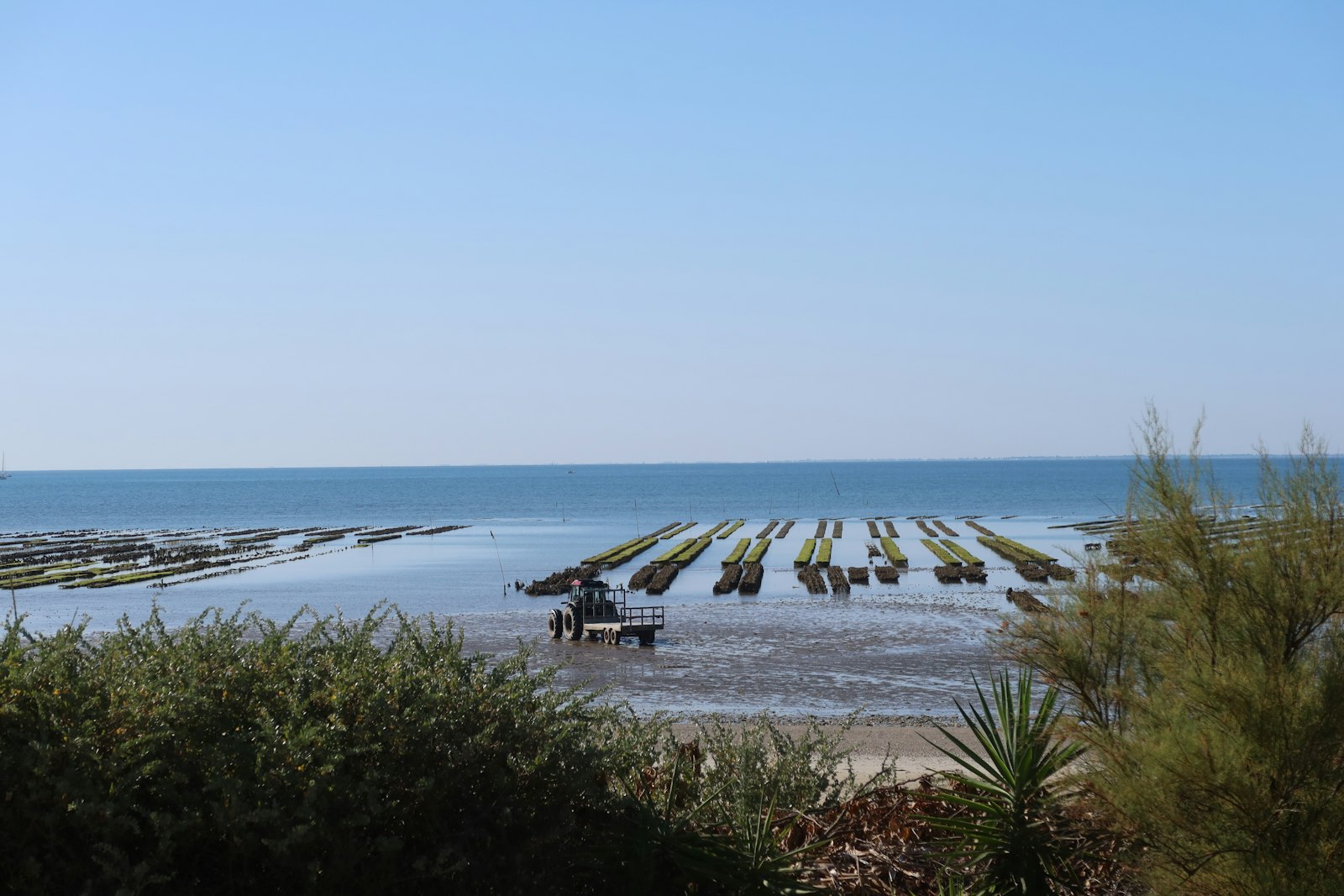 Rows of oyster racks exposed at low tide with a tractor in the shallows, seen over shoreline shrubs