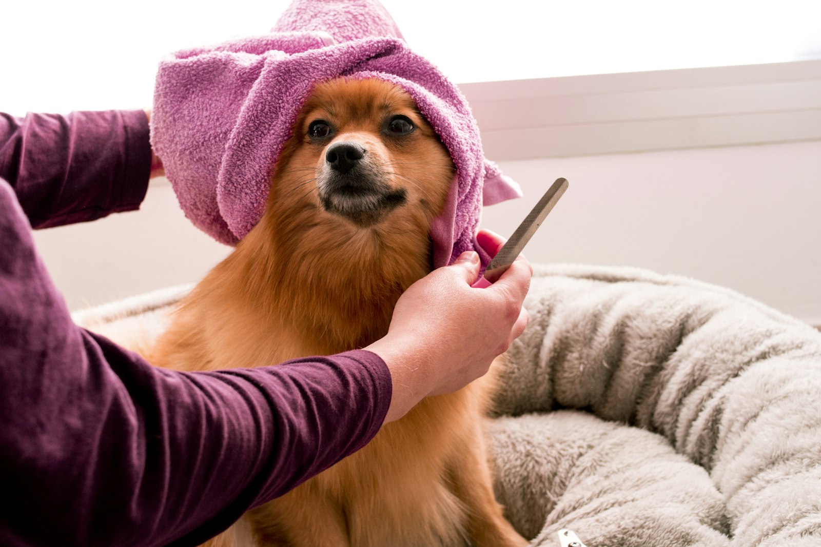Pomeranian wrapped in a pink towel being combed on a grey pet bed