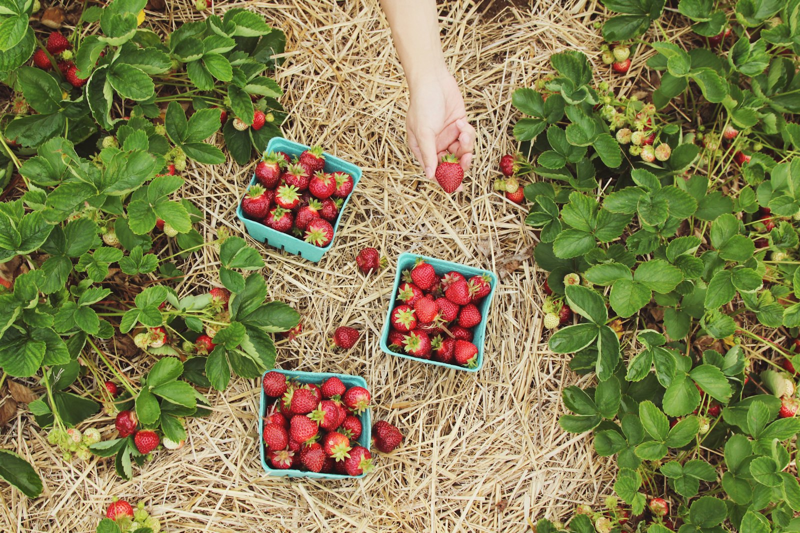 Picking strawberries into punnets in the field