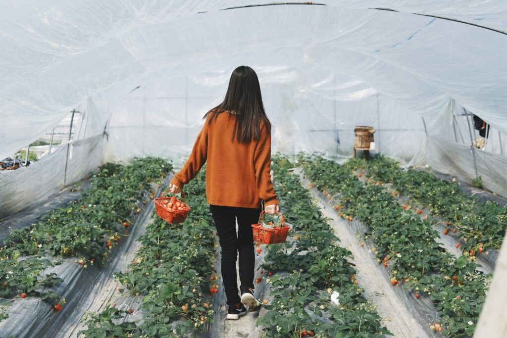 Person in a rust sweater carrying two baskets down a strawberry tunnel