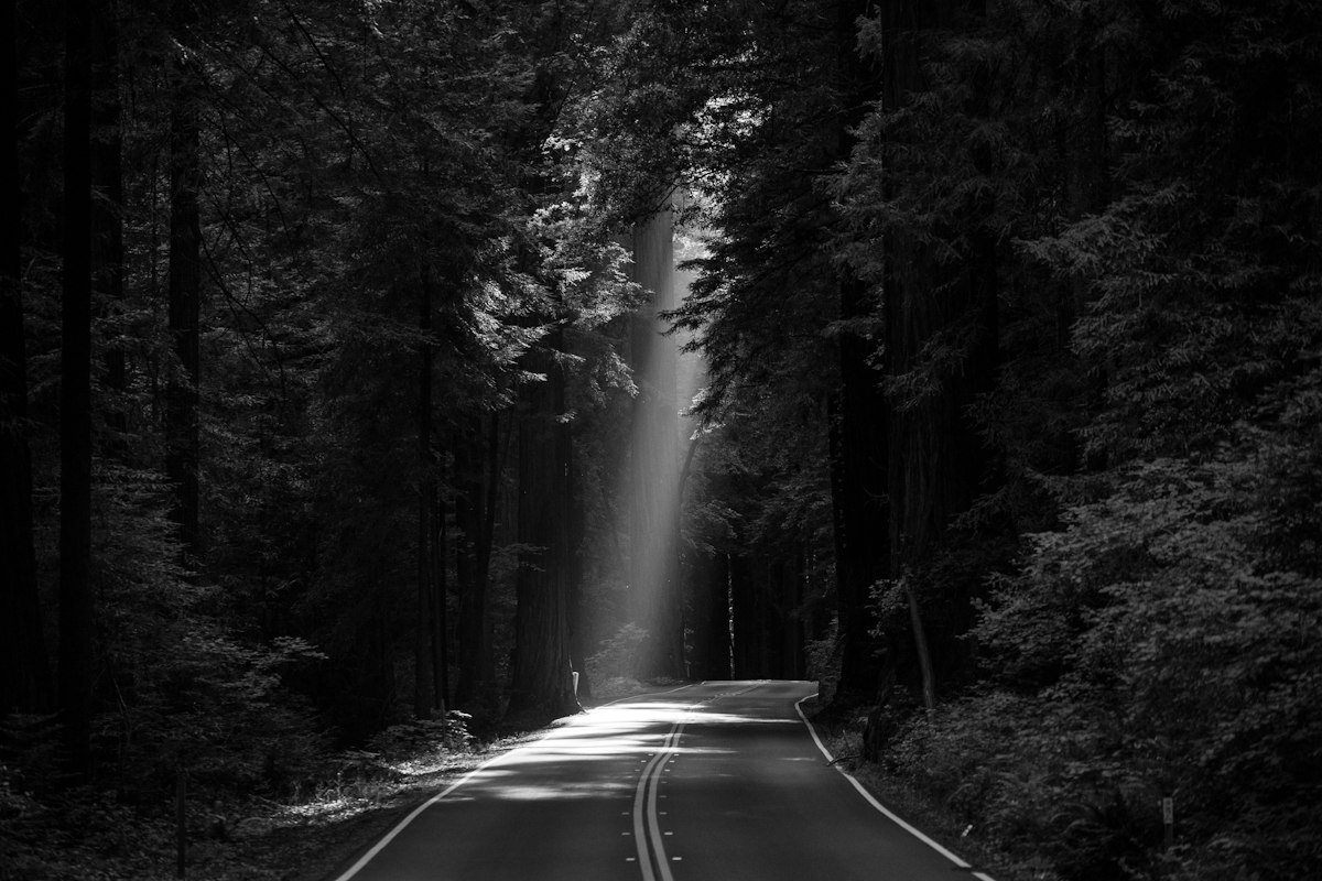 Sunbeam falling on a road through tall forest