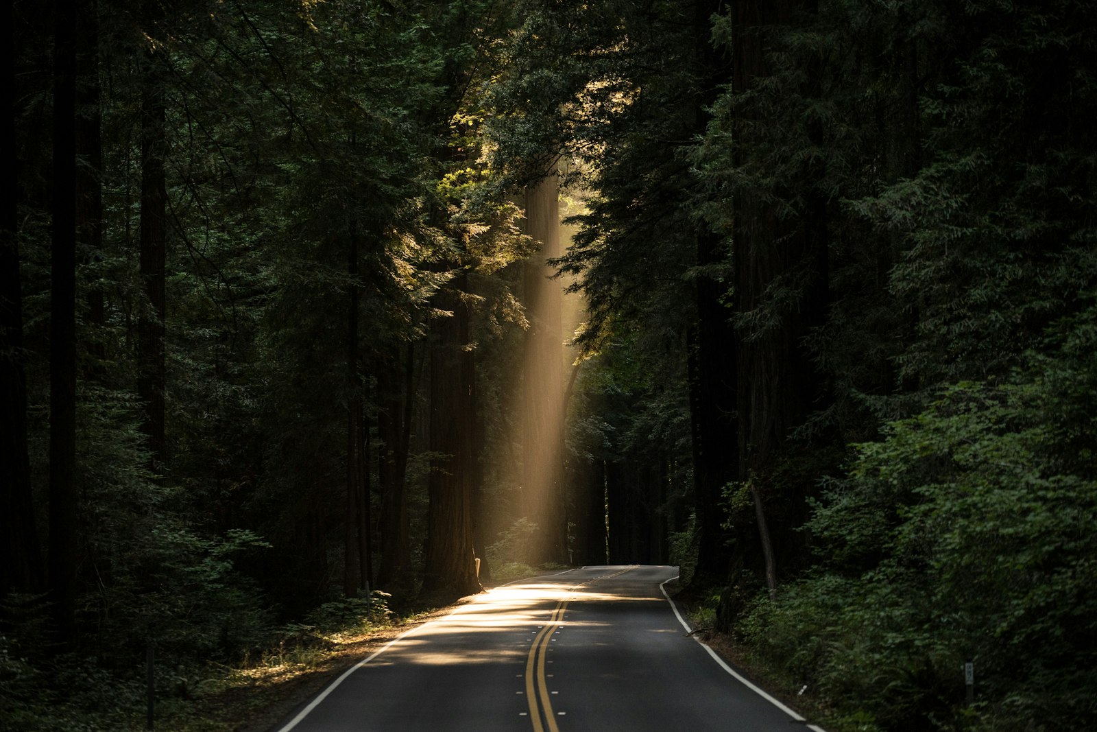 Sunbeam falling on a road through tall forest