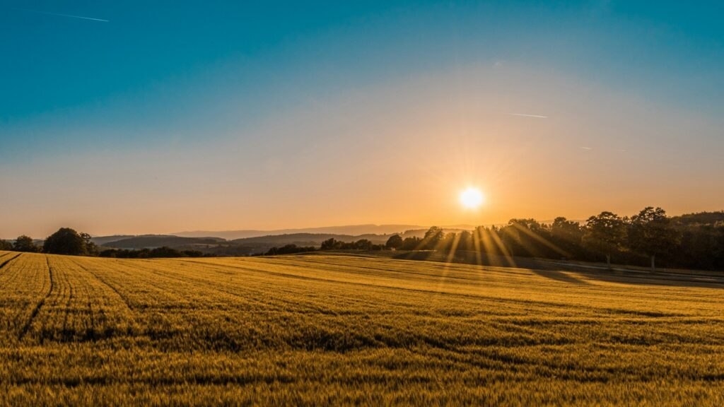 Golden sunrise over open farmland