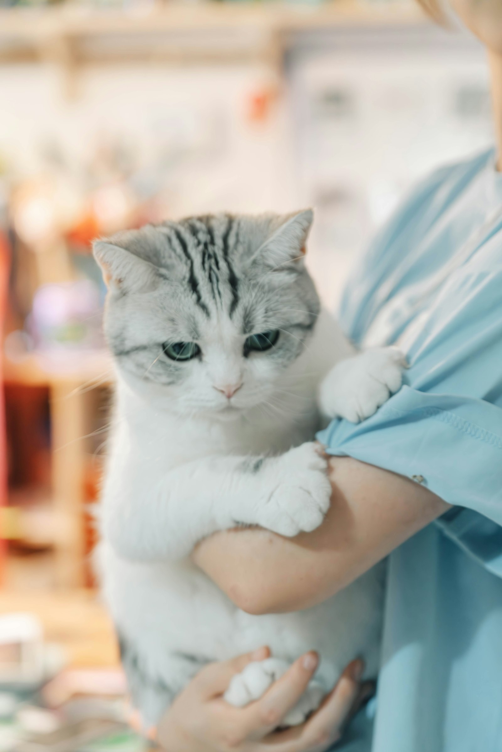 Grey tabby cat held in the arms of a person in light-blue scrubs