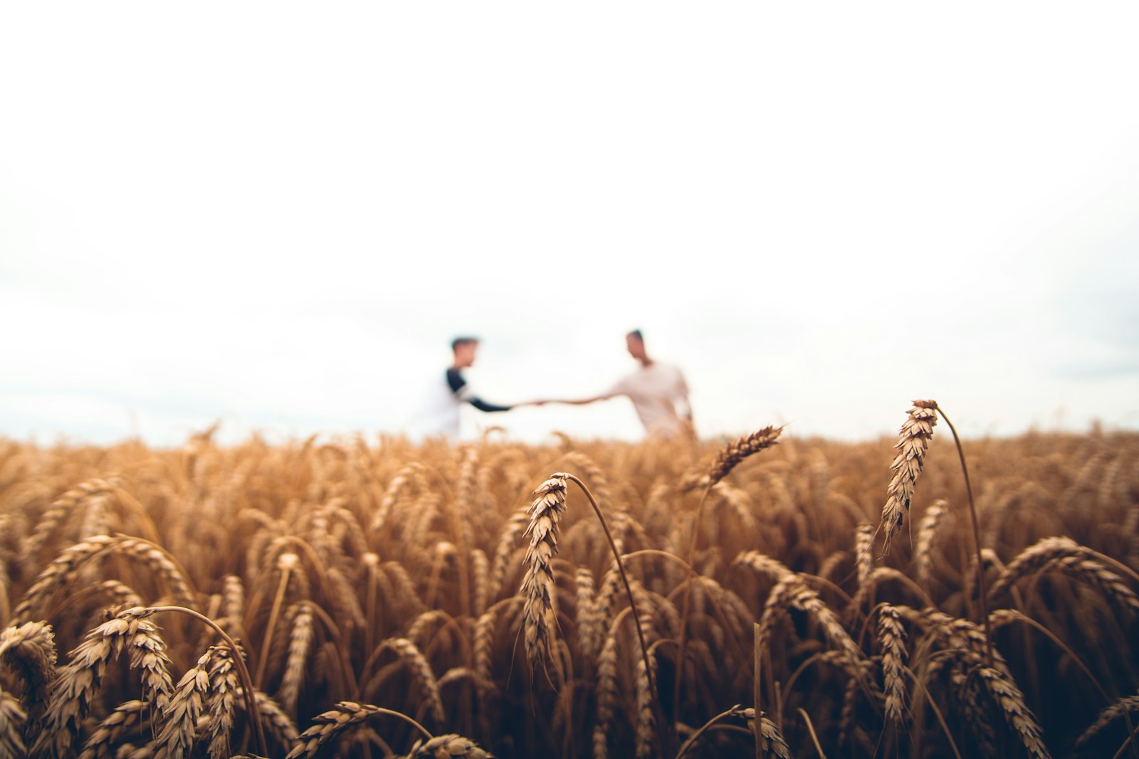Golden wheat field at harvest time
