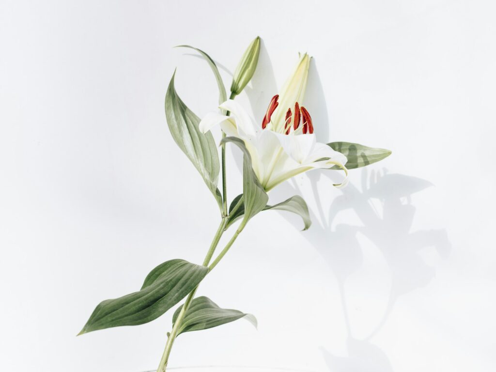 White flowers on a pale backdrop